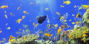 Découverte écosystème Réserve Cousteau