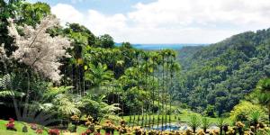 Découverte écosystème Jardin de Balata