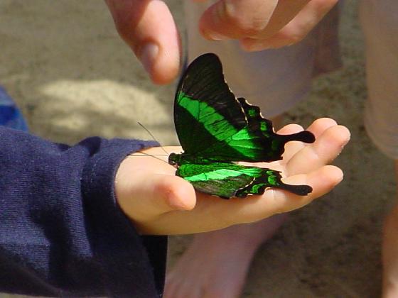 papillons saint martin