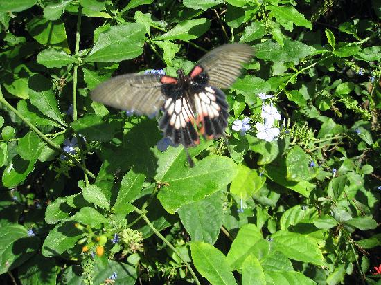 papillons saint martin