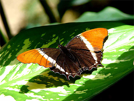 papillons saint martin