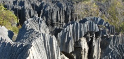 Découverte écosystème Parc Tsingy de Bemaraha