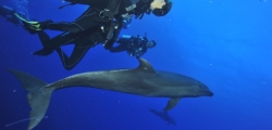 Plongée Top Dive